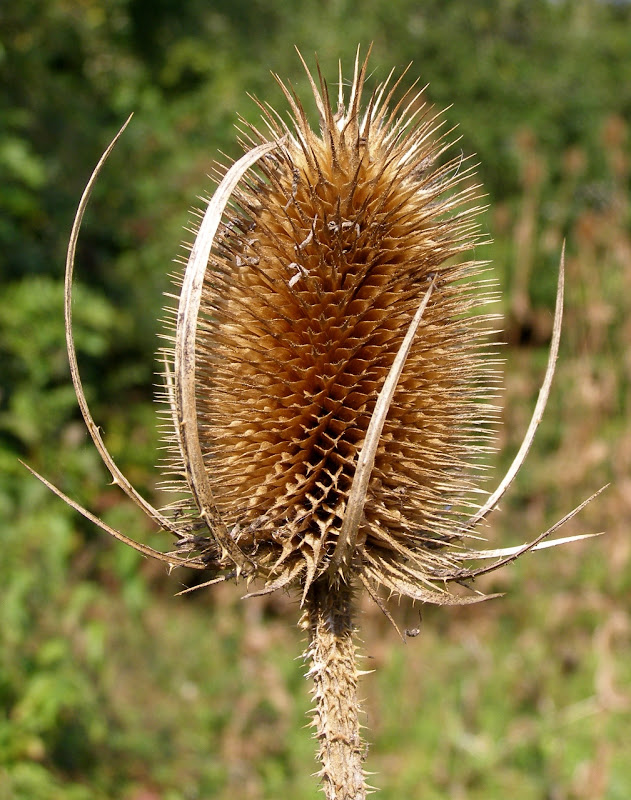 What Can You Do With Teasels