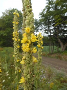 mullein can stand 8 ft high