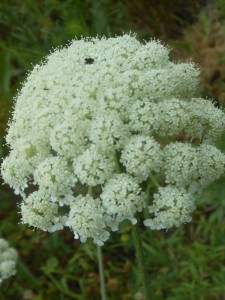 Queen Anne's Lace has purplish-black dot in middle 