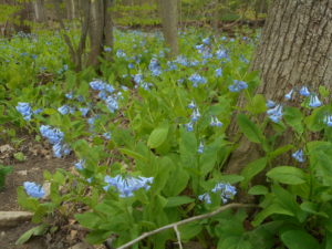 Mother's Day Hiking, Biking and/or Bird Watching Among the Virginia Bluebells at Mertensia Park