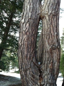 Inosculation by an Austrian Pine