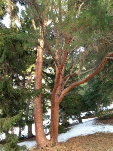 Globe Red Pine