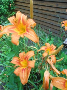 Day Lilies 