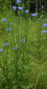 Chicory roots can be used as a coffee substitute