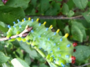 Cecropia Moth caterpillar taken by Pati in Springwater, NY