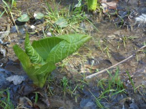 early skunk cabbage in wetland areas