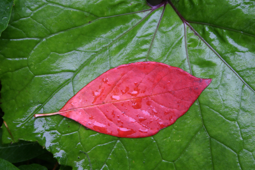red leaf canadice lake