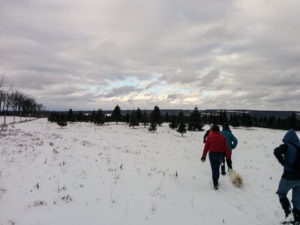 Winter Hike on the All Western Evergreen Farm in beautiful Springwater NY @ Liberty Pole Road